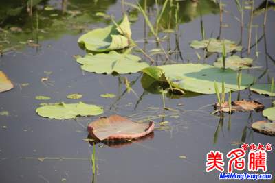 展現四季風情的日本女孩名字：夏季篇